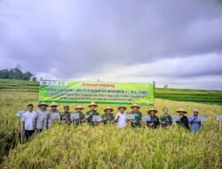 HanPangan: Kapolsek Cihaurbeuti Polres Ciamis Ikut Panen Raya Padi Organik di Desa Cijulang