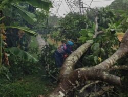 Puting Beliung Landa Purwadadi Ciamis, 18 Rumah Rusak dan Pohon Bertumbangan