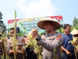 Panen Raya Jagung Polres Ciamis: Petani dan Polisi Kompak Dukung Swasembada Pangan