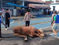 Polres Ciamis Sembelih puluhan Hewan Kurban di Hari Raya Iduladha