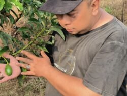 Dari Pamarican untuk Nusantara: Kebun Alpukat H. Dadang Sujana Menjadi Inspirasi Nasional