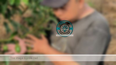 Dari Pamarican untuk Nusantara: Kebun Alpukat H. Dadang Sujana Menjadi Inspirasi Nasional