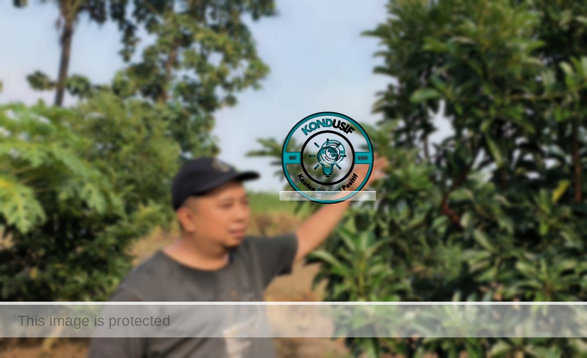 Kebun Alpukat H. Dadang