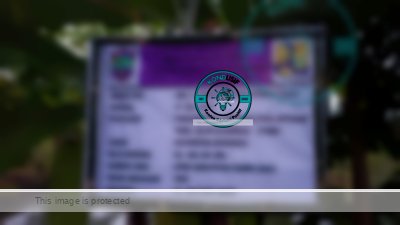 Pemkab Ciamis Gerak Cepat Perbaiki Jembatan Cibalungbang yang Amblas, Warga Sukamaju Apresiasi