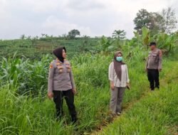 Polsek Kawali Dukung Ketahanan Pangan Lewat Monitoring Penanaman Jagung, Wujud Nyata Peran Polri dalam Program Asta Cita