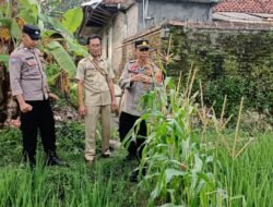 Polsek Banjarsari Aktif Dukung Ketahanan Pangan Lewat Pemanfaatan Lahan Produktif di Desa Sindanghayu