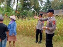Polsek Banjarsari Dukung Ketahanan Pangan Lewat Pendampingan Lahan Produktif