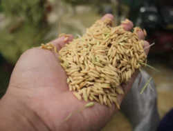 Harga Gabah Nasional 4 Juli 2025 Naik Tipis, GKG Ciamis Melonjak 0,64 Persen