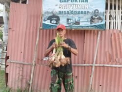 Budidaya Talas Cisadap Ciamis Jadi Solusi Ketahanan Pangan di Lahan Kering