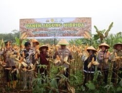 Kapolres dan Ketua TP-PKK Ciamis Ikut Panen Raya Jagung di Lahan Poktan Kencana Mukti
