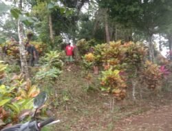 Warga Werasari Sambut Maulid Nabi dengan Bersih-Bersih TPU Singanagara
