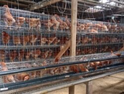 Desa Margahayu Jadi Percontohan BUMDes di Tasikmalaya Lewat Budidaya Ayam Petelur