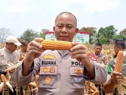 Polres Ciamis Panen Jagung 7 Ton, Target 20 Ton di Kuartal III
