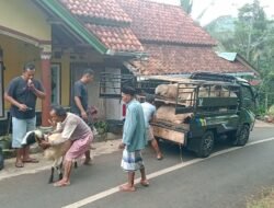 BUMDes Tiga Lima Nasol Gerakkan Ketahanan Pangan, Fokus pada Domba, Jahe, dan Jagung