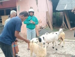 BUMDes Tiga Lima Nasol Salurkan 16 Ekor Domba ke Warga