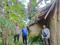 Hujan dan Angin Kencang Terjang Pamarican, Pohon Kelapa Roboh Hantam Rumah Warga