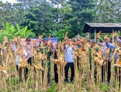 Polsek Cihaurbeuti dan Petani Panen Jagung di Lahan Binaan Desa Cihaurbeuti