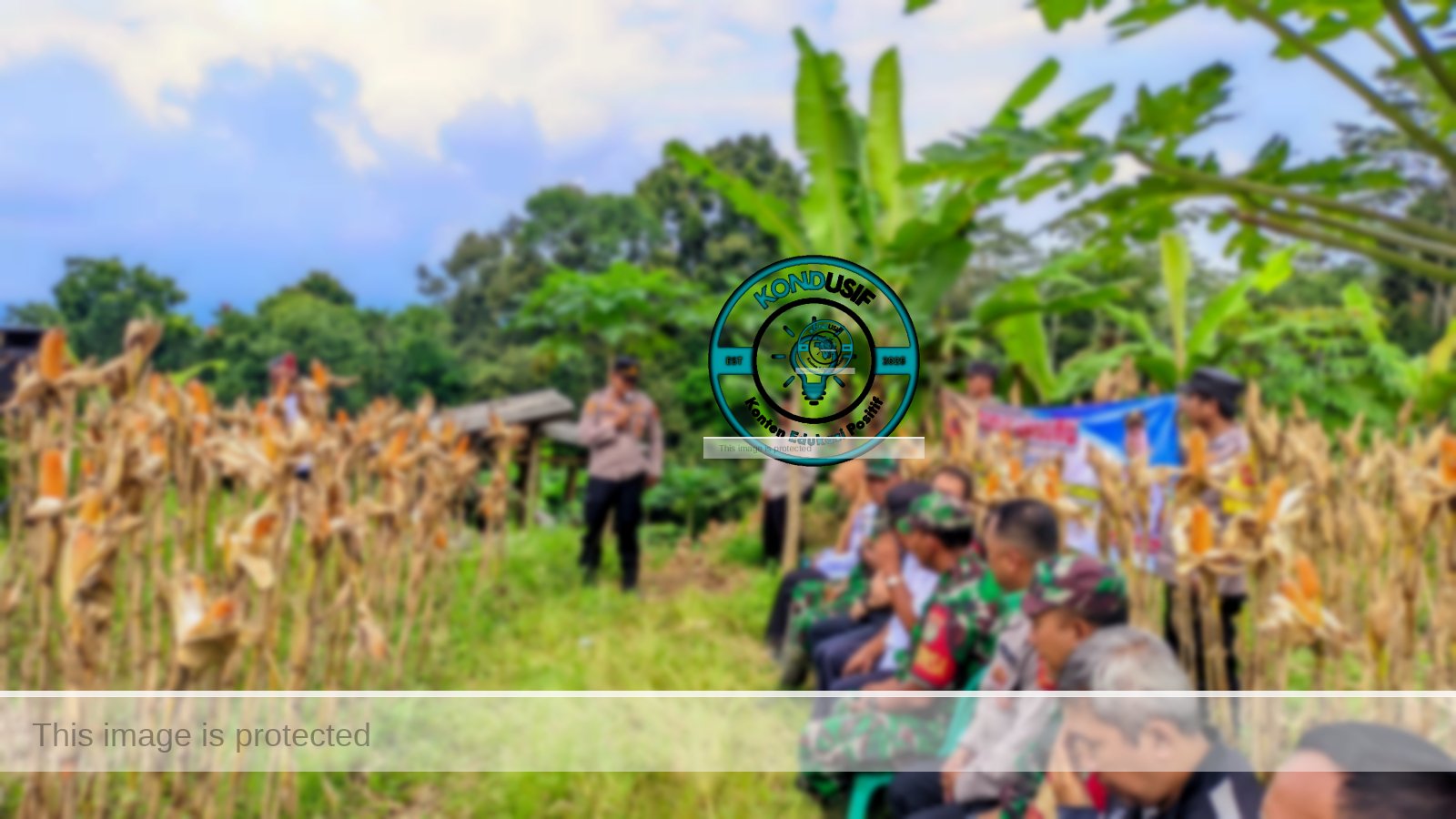 Polsek Cihaurbeuti bersama kelompok tani setempat menggelar panen jagung di lahan binaan Satwil (LBS) di Dusun Tengah