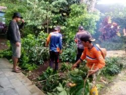 Warga Panik Lihat Pohon Miring, RPB Manonjaya Turun Tangan dalam Hitungan Menit