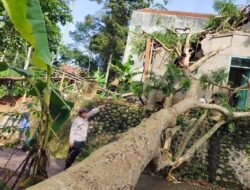 Pohon Tumbang Hantam Rumah Warga Citeureup, Warga dan Aparat Gotong Royong Evakuasi