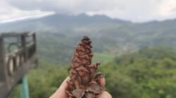 Buah Pinus: Si Kerucut Kecil yang Menyimpan Rahasia Besar Hutan