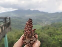 Buah Pinus: Si Kerucut Kecil yang Menyimpan Rahasia Besar Hutan