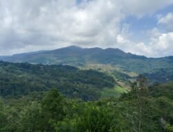 Puncak Pinus Kertajaya, Destinasi Murah Meriah dengan View Menggoda di Panawangan
