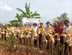 Panen Raya Pamarican: Kolaborasi Polsek dan Petani Perkuat Stok Pangan