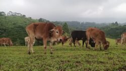 Mini Ranch Sapi Pasundan, Cibeureum, Sukamantri Ciamis, (foto:fauza)