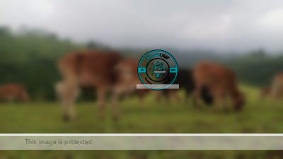 Sukamantri Vibes: Menemukan New Zealand yang Tersembunyi di Kaki Gunung Sawal