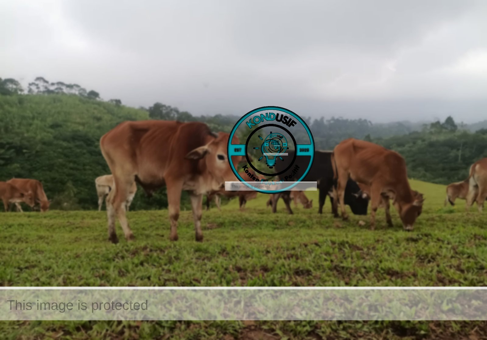 Mini Ranch Sapi Pasundan, Cibeureum, Sukamantri Ciamis, (foto:fauza)