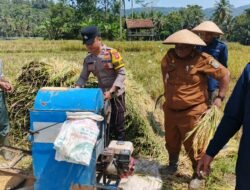 Dukung Ketahanan Pangan, Polisi di Ciamis Terjun ke Sawah Bantu Warga Panen Padi
