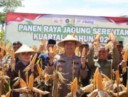 Tembus 5 Ton! Kapolres Ciamis Pimpin Panen Raya Jagung Serentak di Lahan Baregbeg