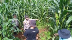 Polsek Kawali Pantau Langsung Lahan Jagung di Desa Linggapura