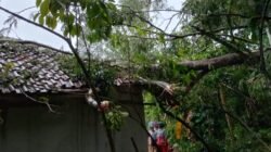 Ringankan Beban Warga, Personel Polsek Ciamis Berjibaku Bersihkan Pohon Tumbang di Sadananya