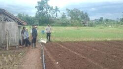 Ketahanan Pangan Nasional: Polsek Kawali Kawal Kesiapan Tanam Jagung Hibrida di Gunung Putri