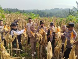 Polres Ciamis Dukung Ketahanan Pangan, Kawal Panen Raya 24 Ton Jagung di Kawali