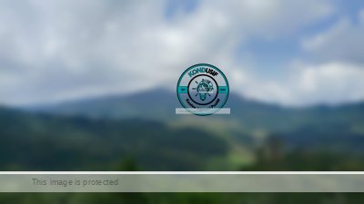 Foto: Obyek wisata Puncak Pinus Kertajaya, Ciamis, dok: Kondusif.com