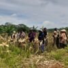Ubah Lahan Tidur Jadi Produktif, Polsek Cisaga Panen Raya Jagung Bareng Petani