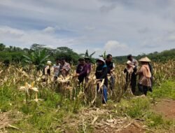 Ubah Lahan Tidur Jadi Produktif, Polsek Cisaga Panen Raya Jagung Bareng Petani