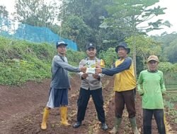 Sinergi Polri dan Petani: Polsek Pameungpeuk Hijaukan Desa Mangunjaya dengan Jagung Hibrida