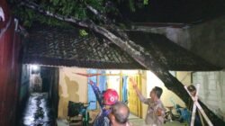 Pasca Evakuasi Pohon Tumbang, Kapolsek Banjarsari Minta Warga Pangkas Pohon Lapuk di Sekitar Rumah