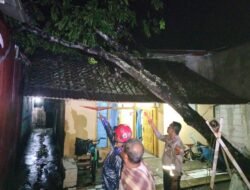 Pasca Evakuasi Pohon Tumbang, Kapolsek Banjarsari Minta Warga Pangkas Pohon Lapuk di Sekitar Rumah