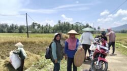 Cegah Gagal Panen Total, Ini Langkah Strategis PPL Pamarican Bantu Petani Terdampak Banjir