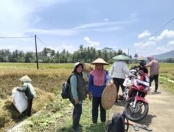 Cegah Gagal Panen Total, Ini Langkah Strategis PPL Pamarican Bantu Petani Terdampak Banjir