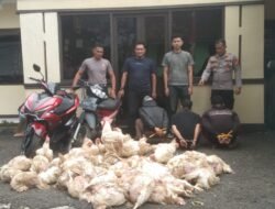 Polsek Panjalu Ungkap Kasus Pencurian Puluhan Ayam di Farm Simpar, Tiga Pelaku Diamankan