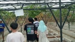 Tirta Sumber Jaya Ciamis Hadirkan Paket Agrowisata Buah dan Wahana Kereta Keliling