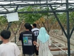 Tirta Sumber Jaya Ciamis Hadirkan Paket Agrowisata Buah dan Wahana Kereta Keliling