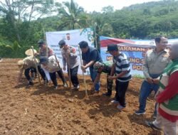 Polres Ciamis dan Pemuda Muhammadiyah “Turun ke Sawah”: Garap Jagung Demi Swasembada