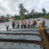Dukung Ketahanan Pangan, Polsek Pasirwangi Garut Tanam 10 Ribu Bibit Cabai